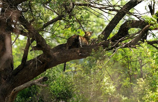 Discover the Pilanesberg with a personalized full day safari