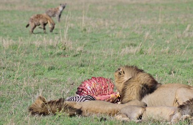 Day trip to Ngorongoro crater