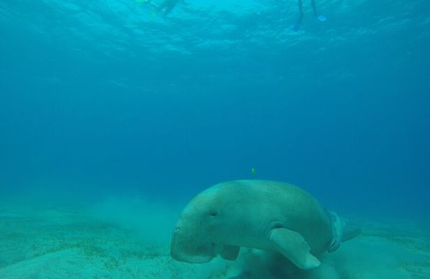 Day trip Snorkel or Dive with Dugong and Turtles
