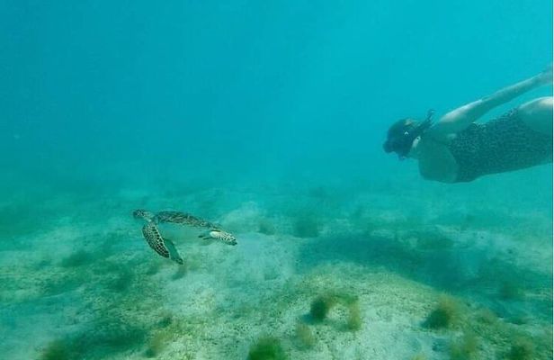 Snorkel with Sea Turtles