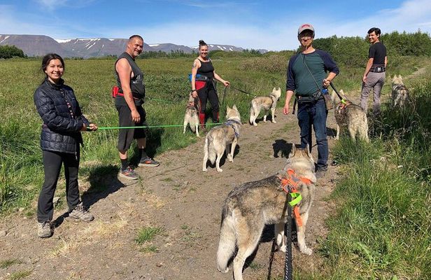 Hiking with Husky in Akureyri (private)