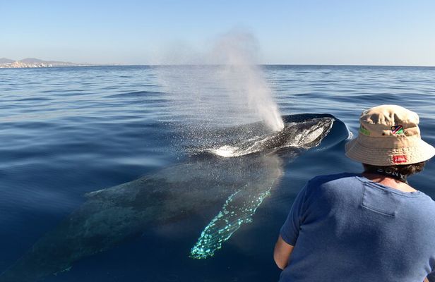 Whale Watching Experience