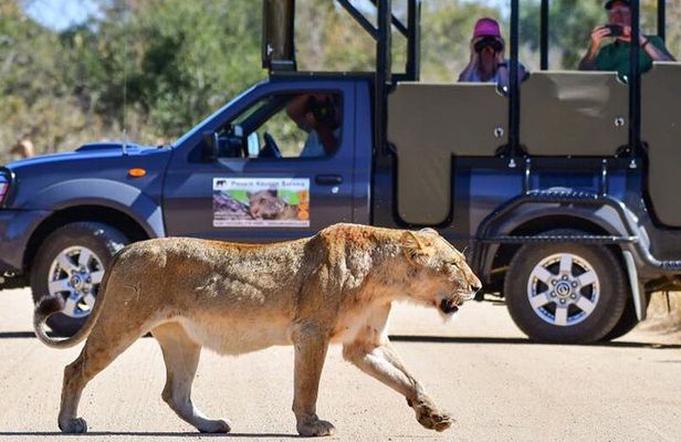 Private Full Day Safari l Kruger National Park from Hazyview or Skukuza