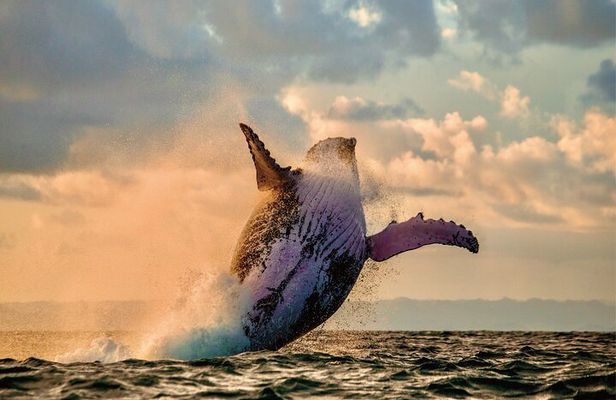 Whale & Dolphin Watching, Turtle Snorkeling