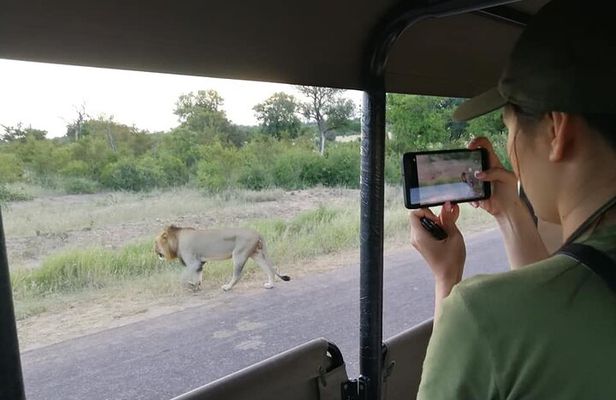 Private Morning Game Drive from Hazyview l Kruger National Park