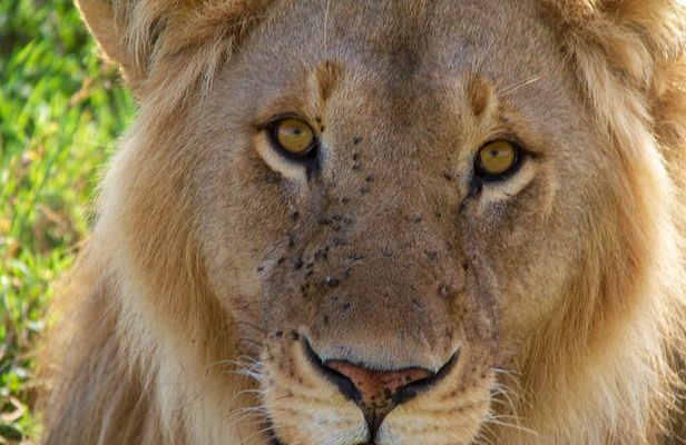 2-Day Private Guided Tour to Tarangire and Ngorongoro