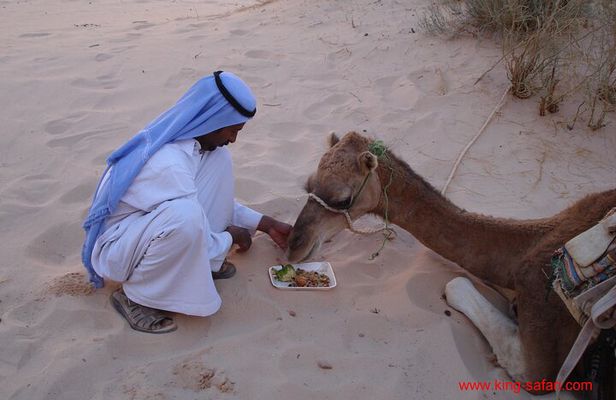 Camel Tour from Dahab