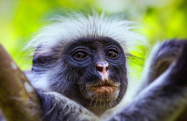 Salaam Cave Tour; Jozani Forest; Kuza Cave; Paje Beach; The Rock 