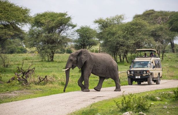 2 Days Ruaha National park