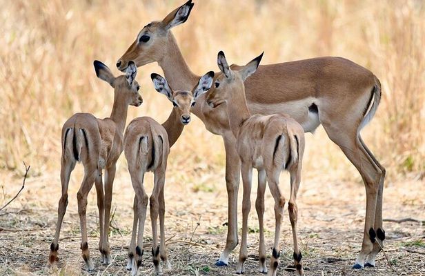 3 Days Nyerere National Park Safari (Selous Game Reserve)