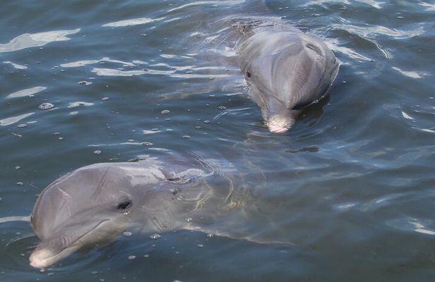 Dolphin Tour in St. Pete Beach