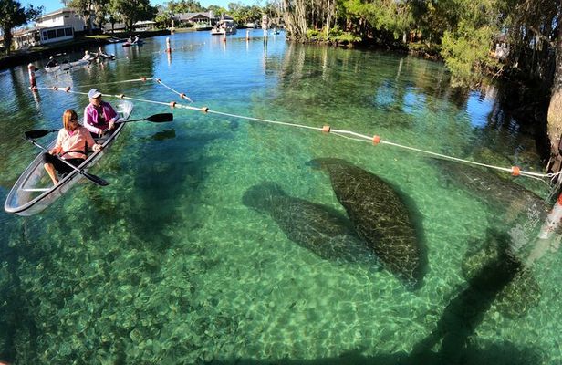 Clear Kayak Manatee Ecotour of Crystal River