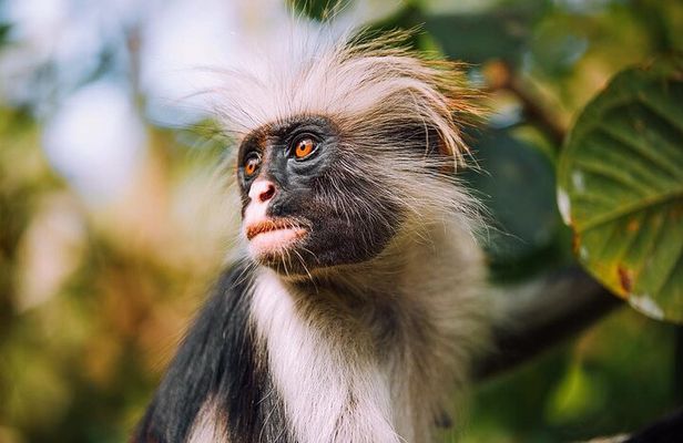 Monkey Tour, Prison Tour, Secret Garden, Stone Town, Salaam Cave