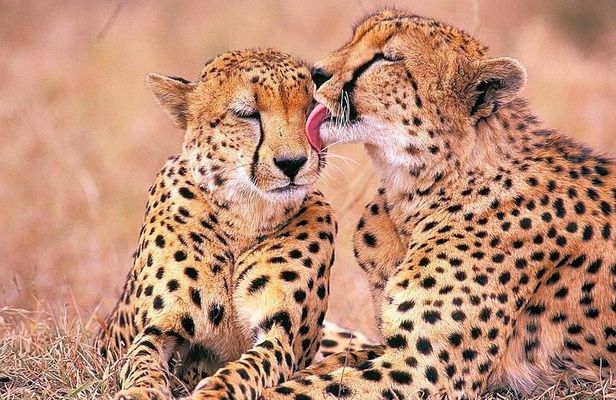 Big 5 Safari, Whale Watching, Robben Island and Table Mountain in 3-Days.