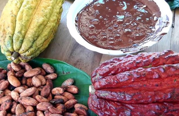 Cacao Tour