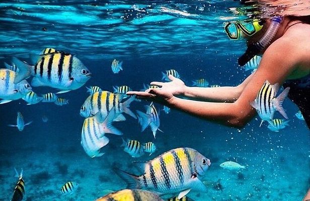 Key Largo Snorkeling Trips & Sandbar Tours
