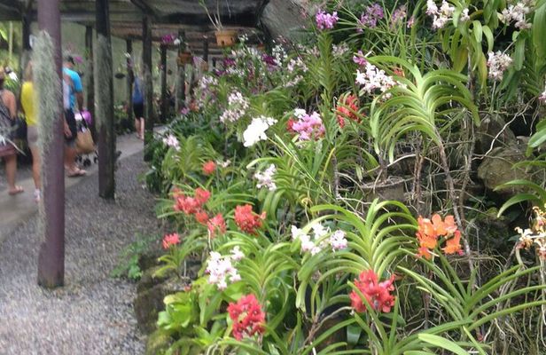 Half Day Nadi Tour incls Sri Siva Temple, Orchid Gardens,Local Village & Markets