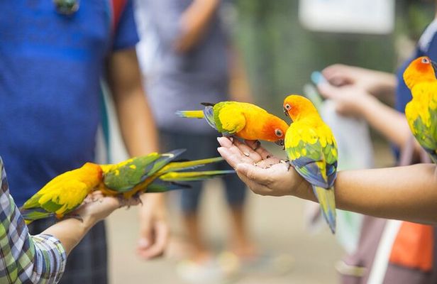 Colorful Species Of Birds