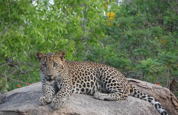 Yala National Park Special Leopard Safari Tour