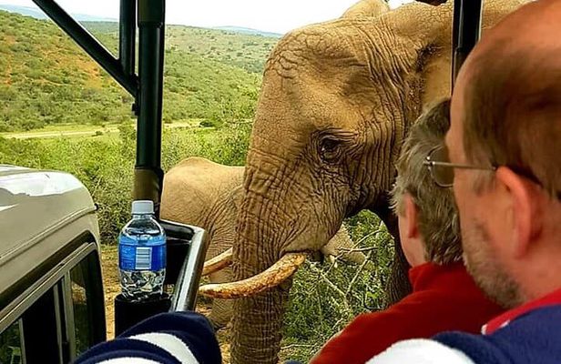 Premium Port Elizabeth Morning Safari 