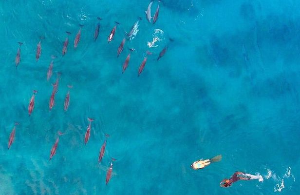 Ocean Elegance Dolphin Encounter and Ile Aux Benitiers Day Tour