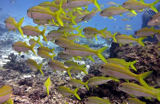  2 Tank (1 Day) Guided Diving for Certified Divers - Denarau Marina