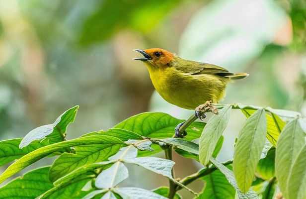 Aventuras Inolvidables en el Parque Nacional del Manu: