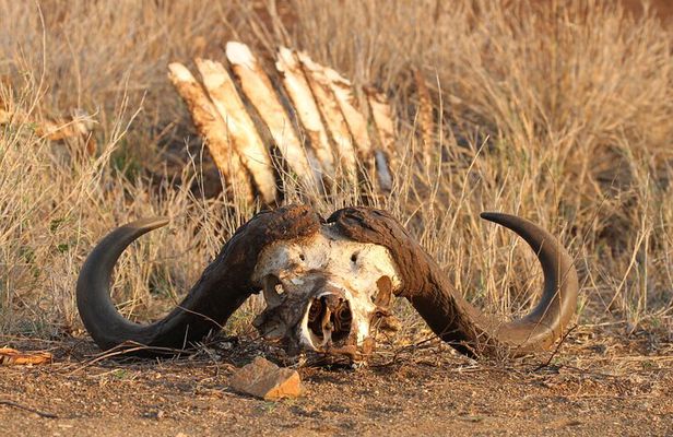Kruger Park - Full day - Private safari vehicle