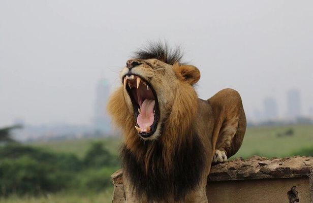 Nairobi national park and giraffe center