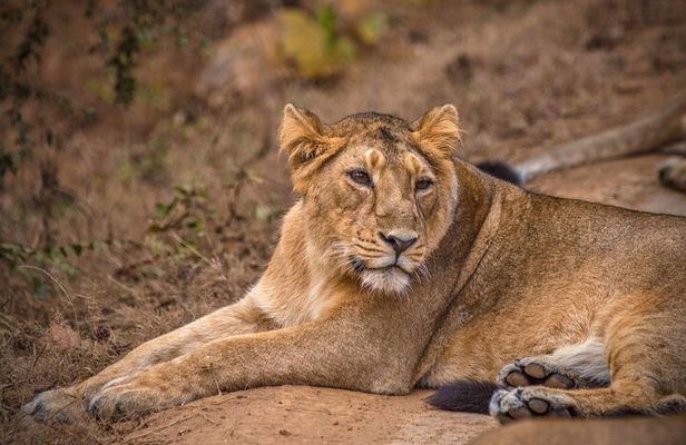 Temple & Lion Safari Tour from Rajkot in Gujarat
