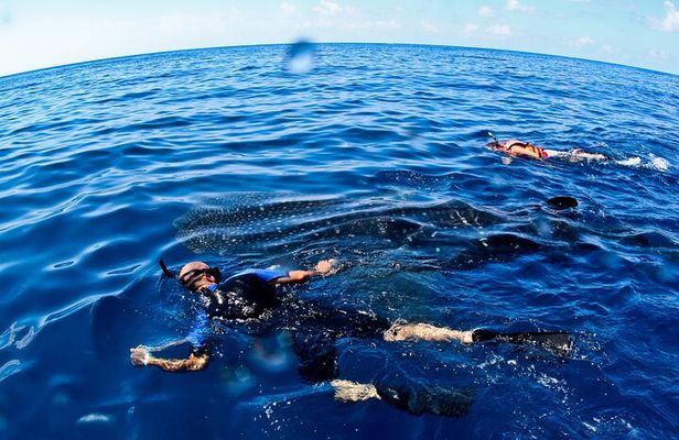 Whale Shark Swim Adventure SMALL GROUP from Cancun
