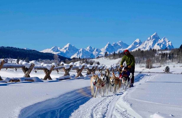 Jackson Hole Full-Day Dog Sledding and Snowmobiling Combo Trip