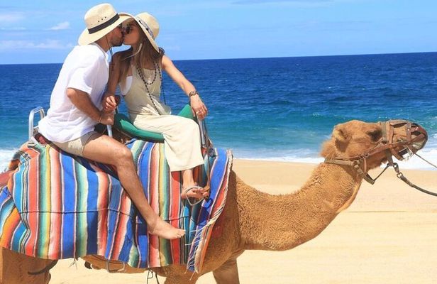 Camel Adventure with Lunch & Tasting