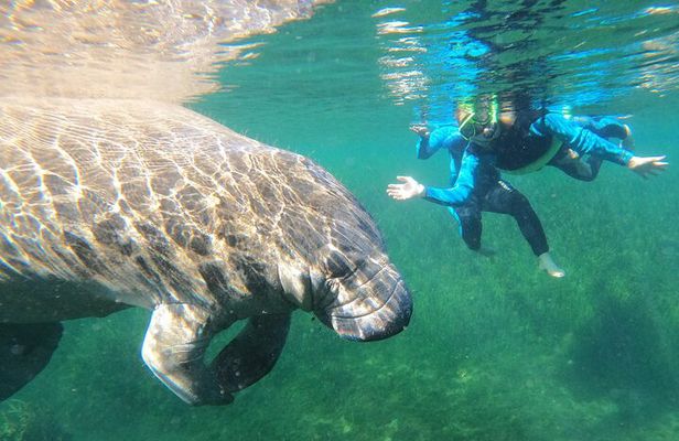 Swim With Manatees In Crystal River, Florida