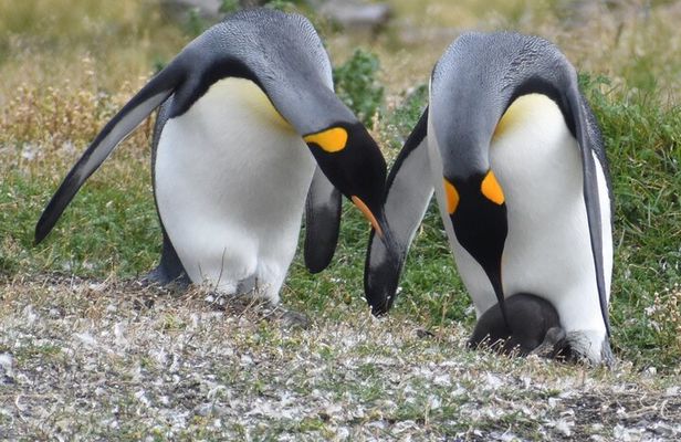 Navigation to the Penguins island - USHUAIA - Beagle Channel