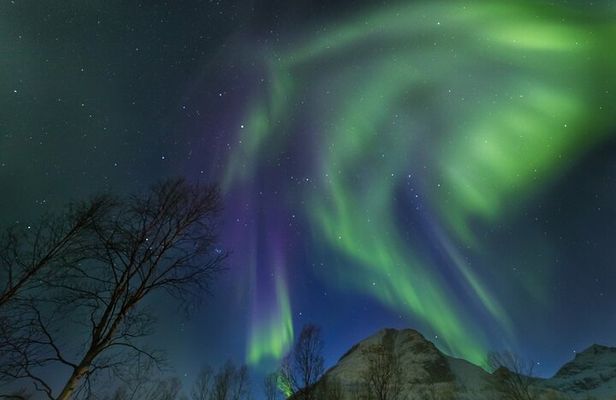Northern Lights Chase by Bus in Tromso