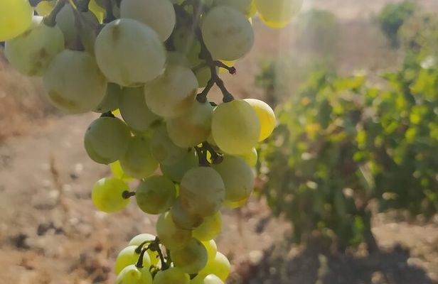 Naxos Farm Experience and cheese making 