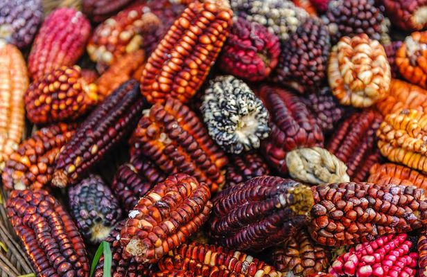Full-Day Sacred Valley and Maras Moray Tour