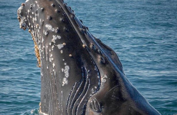 Hear the whales! World class whale watching!