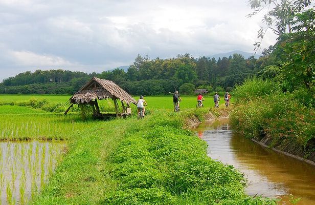 Chiang Mai Rice Fields Biking Tour
