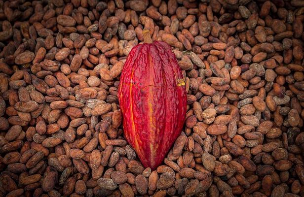 Howler Monkey Trail and Cacao Farm Experience from Guayaquil