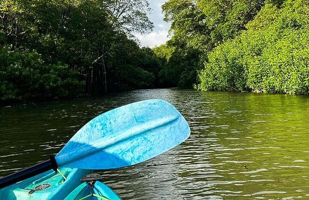 Kayak Through the Mangroves