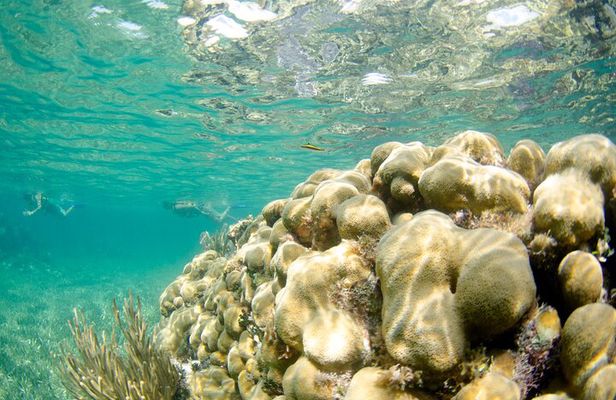 Guided Tour of Puerto Morelos Reefs with Snorkeling Experience