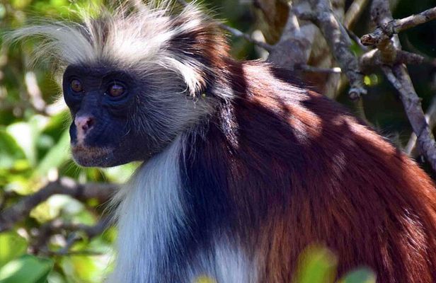 Zanzibar Private Tour National Park Jozani forest and Spice farm 