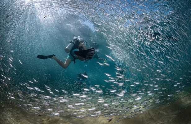 2 Dives in the Cabo Marine Park