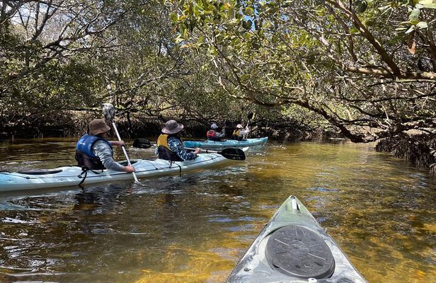 Dolphin Sanctuary Kayak Tour Adelaide