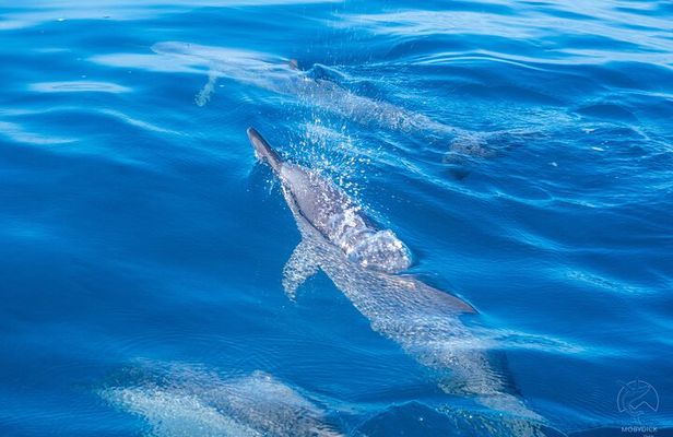 3h dolphin and snorkeling tour in a wild lagoon with Mobydick