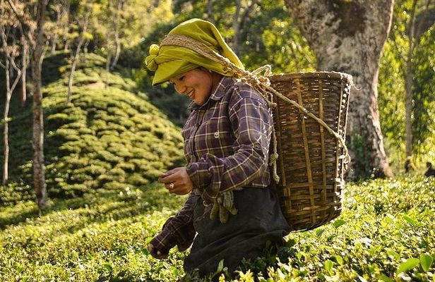 Tea Pluckers' Day