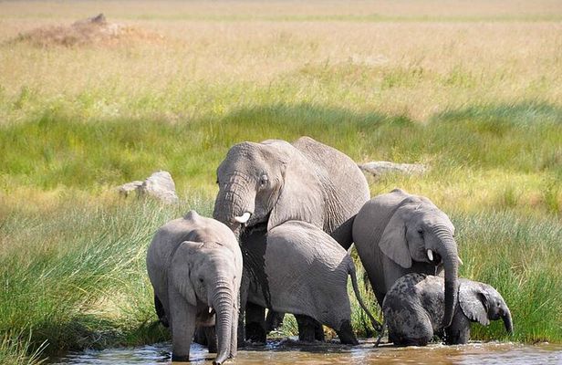Discover the Luxury Safari in Serengeti National Park from Zanzibar