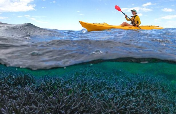 Coral By Kayak - Ningaloo Reef Half Day Kayak & Snorkel Tour